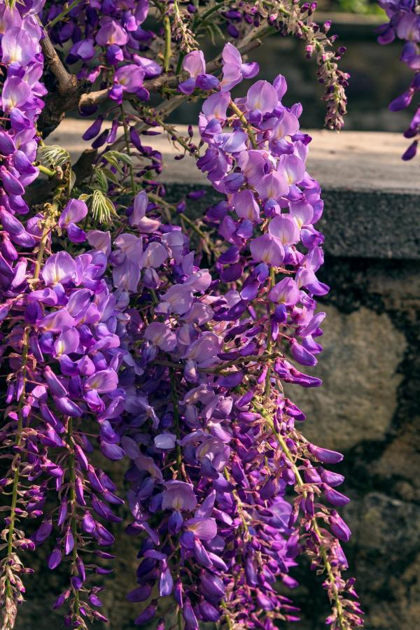 Il Glicine B&B Ristorante Cazzago San Martino Bagian luar foto